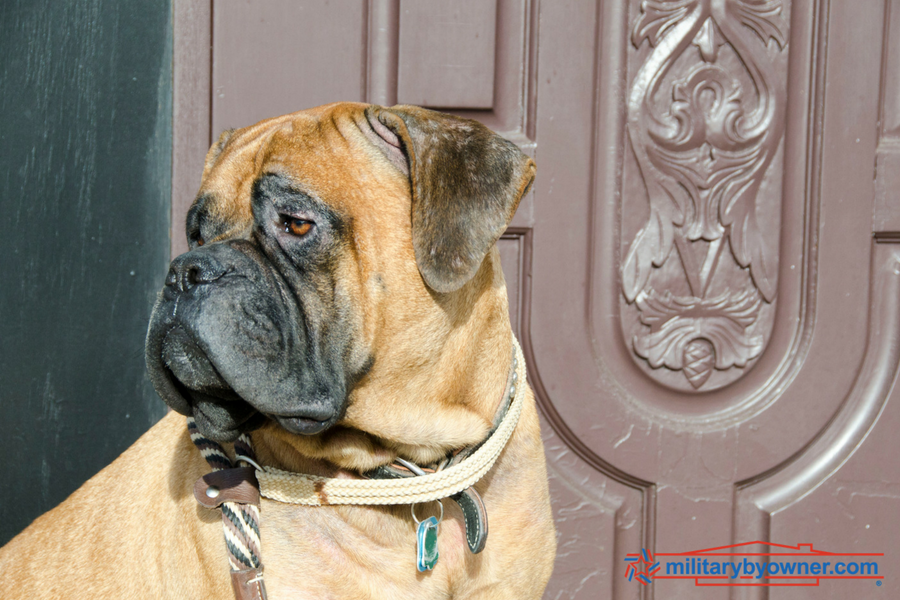 Dog Breed Restrictions for OnBase Military Housing